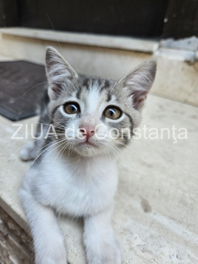 8 august ziua internationala a pisicii 866798