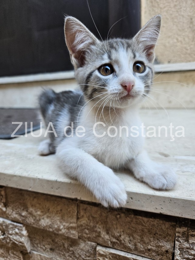 8 august ziua internationala a pisicii 866798