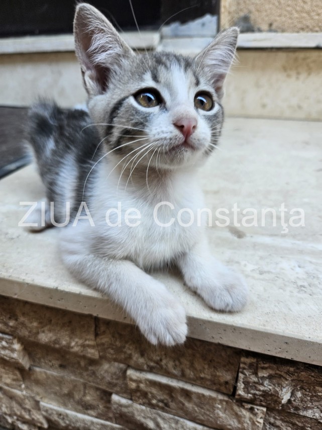 8 august ziua internationala a pisicii 866798