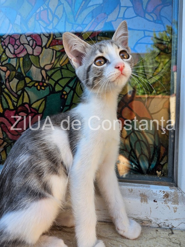 8 august ziua internationala a pisicii 866798