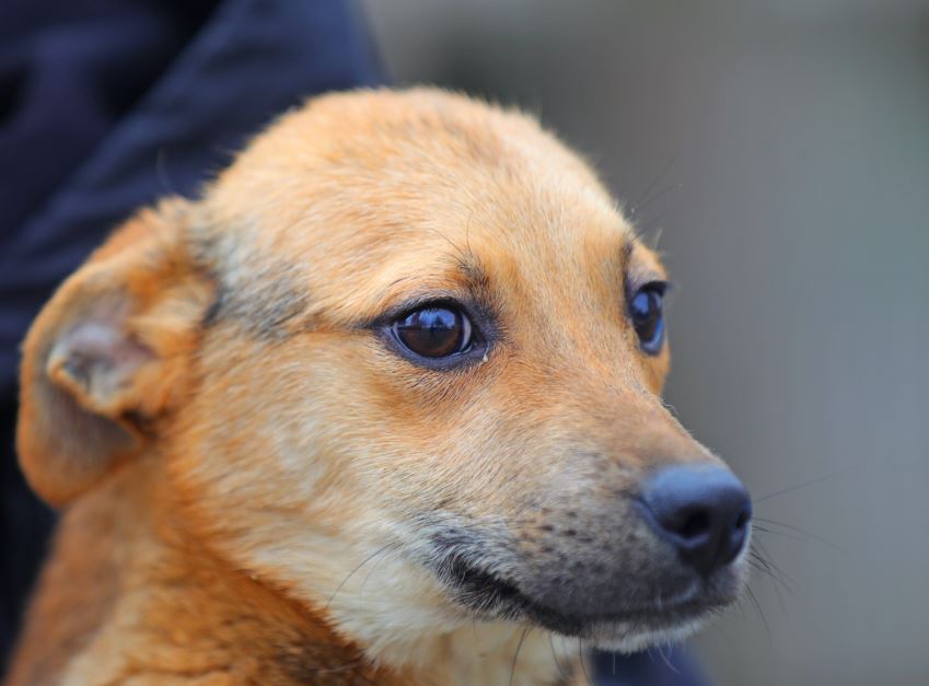 Câine adoptat, foto: Primăria Municipiului Constanța