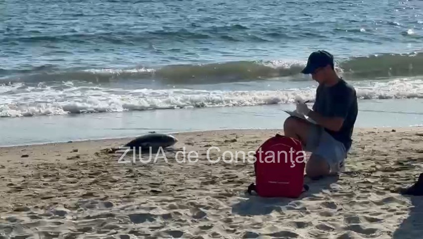 Un alt delfin esuat pe plajele din Constanta (FOTO+VIDEO)  