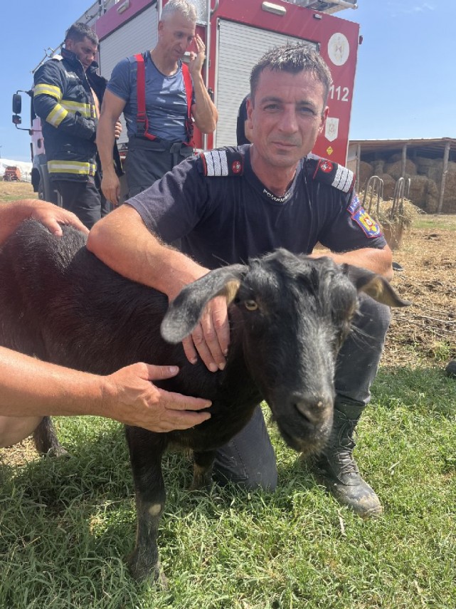 misiune atipica pentru pompierii din judetul tulcea o caprita s a prabusit intr o fantana din babadag misiune atipica pentru pompierii din judetul tulcea o caprita s a prabusit intr o fantana din babadag