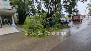 VIDEO A venit din Vrancea la Eforie și s-a ales cu un copac pe mașină. Ce spune proprietarul uneia din mașinile avariate în urma furtunii de pe litoral
