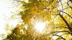 Cod galben de vânt puternic pentru județele Constanța și Tulcea. Informații de la ANM