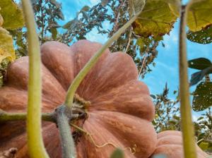 #ConstantaEsteBine   Valul 11 de energie – partea întâi – ziua 4. 5 octombrie 2024. Toamna își intră în drepturi