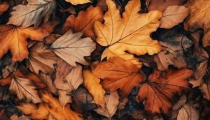 Prognoza meteo pentru 09-11 octombrie 2024 la Constanța, anunță temperaturi neașteptate! 