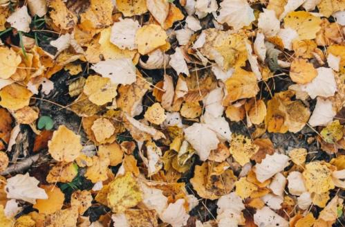 Ce spun meteorologii despre vremea din Dobrogea în zilele următoare 