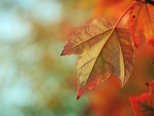 Vremea în Dobrogea, în următoarele două săptămâni. Ce temperaturi se vor înregistra la malul mării  