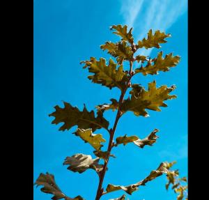 #ConstantaEsteBine Valul 11 de energie – partea a doua – ziua 8. 24 octombrie 2024. Astăzi și mâine avem luna în semnul Leului 