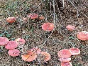 #ConstantaEsteBine Valul 12 de energie – partea întâi – ziua 6. 6 noiembrie 2024. stăzi este despre viață fără semne de punctuație 