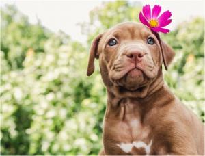 Adăpostul pentru câinii fără stăpân din Constanța își reface stocurile de hrană. Farmavet SA va livra produse de peste un milion de lei (DOCUMENT)