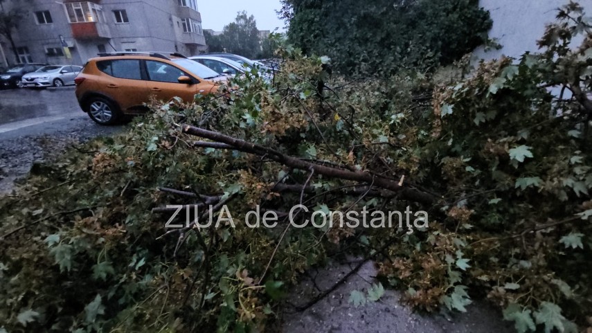 Cod Galben de vremea rea Constanta: UPDATE. Copaci si crengi cazute pe strazile din Constanta. Arbori cazuti peste masini!    