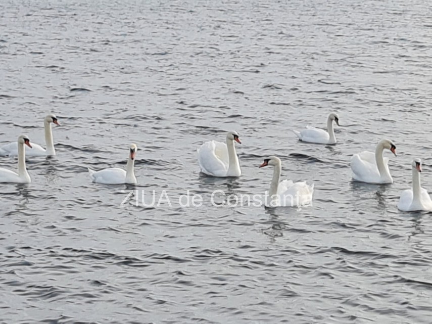 LIVE VIDEO Constanta: La Capul Turcului din Eforie Sud, lebedele fac senzatie. Fotografii din drona (FOTOREPORTAJ+VIDEO)   