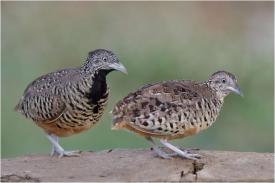 SC Ferma Bună SRL, executată silit O fermă de creștere și abatorizare prepeliție din Corbu, de vânzare (DOCUMENT)