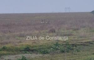 Apariție surpriză la Mihail Kogălniceanu, județul Constanța în zona unde se lucrează la o nouă pistă