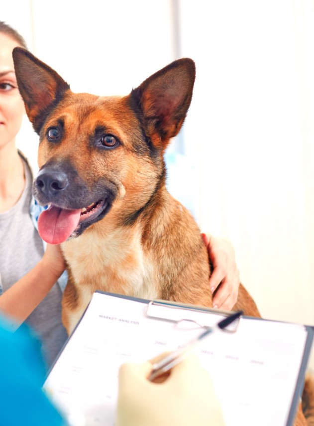 Vrei sa adopti un catel? De ce acte ai nevoie