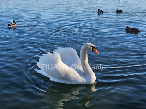 Temperaturi oscilante în Dobrogea. Prognoza meteo pentru următoarele două săptămâni 