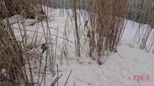 Fotoreportaj Constanța Lacul Siutghiol, acoperit de spumă albă (FOTO+VIDEO)