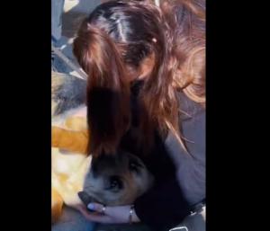 Știri România A fugit speriată de petarde, dar acum s-a întors! Final fericit pentru Lassie (VIDEO)