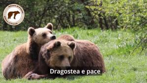 Oferă un cadou cu adevărat special de Ziua Îndrăgostiților. Adoptă un urs virtual! (VIDEO)