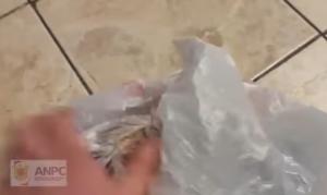 Protecția Consumatorilor a închis, temporar, un restaurant unde funcționa și un after-school clandestin! Nereguli grave (VIDEO)