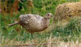 Pentru o datorie de peste 1,6 milioane de lei, Ferma Buna SRL rămâne fără ferma de prepeliție din comuna Corbu, județul Constanța (DOCUMENT)