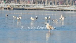 Constanța, sub Cod Galben de ger! Lacul Tăbăcărie începe să înghețe! (GALERIE FOTO+VIDEO)