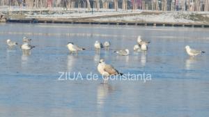 Anunț de ultimă oră al meteorologilor! O nouă avertizare Cod Galben de ger emisă de ANM