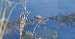 Știri Constanța Descoperire tristă la Techirghiol. Exemplare moarte de călifar alb găsite pe malul lacului (FOTO+VIDEO)   