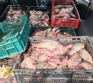 Tânăr prins cu pește nedeclarat în Fântânele, județul Constanța