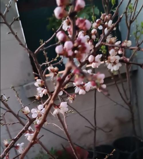 #ConstanțaEsteBine 17 martie 2025.  Începem o săptămână de lună în scădere, în plin portal de eclipse, dinainte de Echinocțiul de primăvară