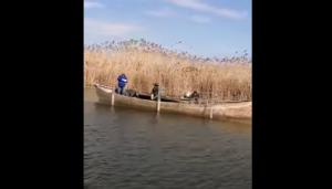 ARBDD Se refac stocurile de șalău din Complexul lagunar Razim-Sinoie (VIDEO)