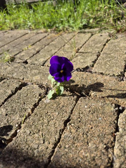 #ConstantaEsteBine   3 aprilie 2024. Schimbările se succed în ritmurile lor