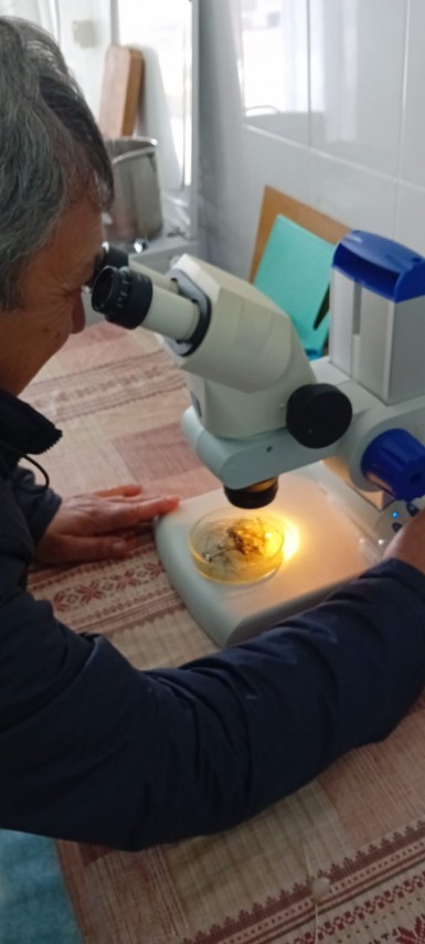 arbdd final de campanie a lansarii icrelor embrionate de salau in complexul lagunar razim sinoe 2025