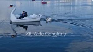 Lebădă, „pasionată“ de hidrobicicletele de pe Lacul Tăbăcărie din Constanța (GALERIE FOTO+VIDEO)