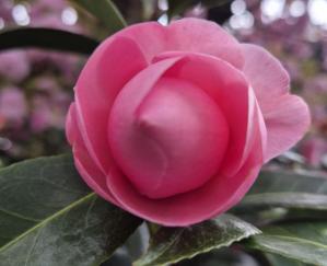 #ConstanțaEsteBine 17 aprilie 2025. Ziua de Joi din Săptămâna mare vine cu ocupații speciale