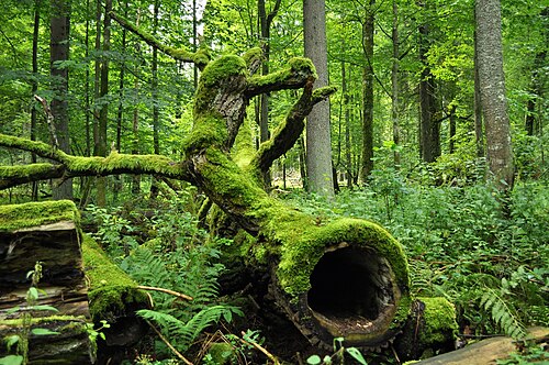 Białowieża, Polonia. Foto - Wikipedia