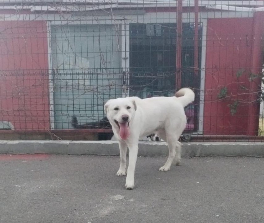 Luna, Sursa foto: Facebook/Larisa Purcarea