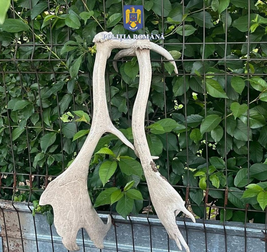 Coarne cerb, Sursa foto: IPJ Constanța