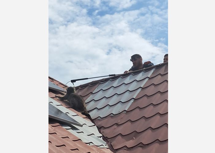 Sursa foto: Jandarmeria Constanța