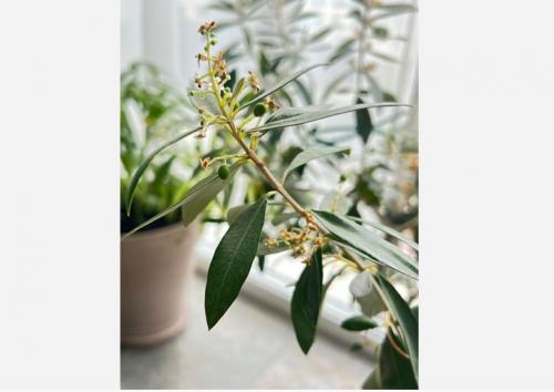 #ConstanțaEsteBine 26 mai 2025. Început de săptămână cu o lună neagră (ziua dinainte de luna nouă) chiar în ziua de luni. 