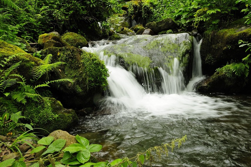 Părți din Georgia de Vest au un climat subtropical, cu ploi frecvente și multă vegetație verde.