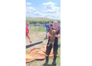 VIDEO. ISU Dobrogea intervine pentru salvarea a trei purcei căzuți într-o canalizare la intrarea în Hârșova 