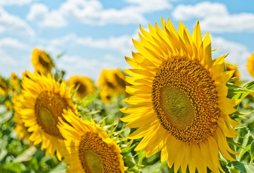 foto: Unsplash