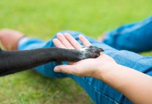 Primăria Constanța Proprietarii de animale de companie – drepturi și obligații 