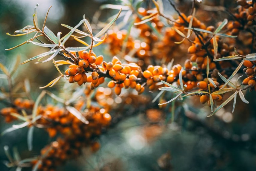 foto: Unsplash