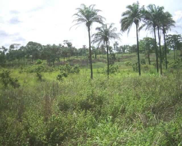Peisajul din Congo Central, foto: wikipedia.org