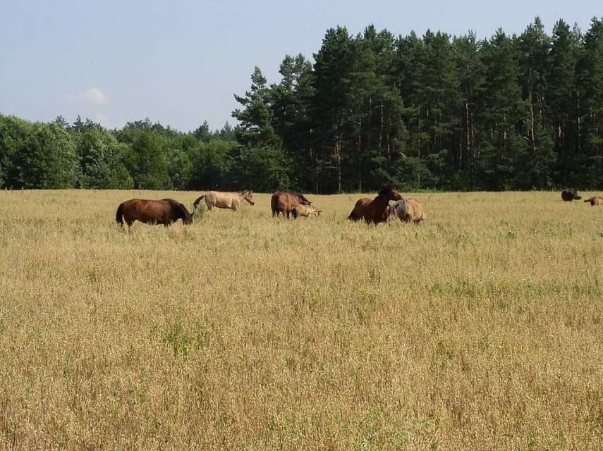 Cai păscând în regiunea Minsk