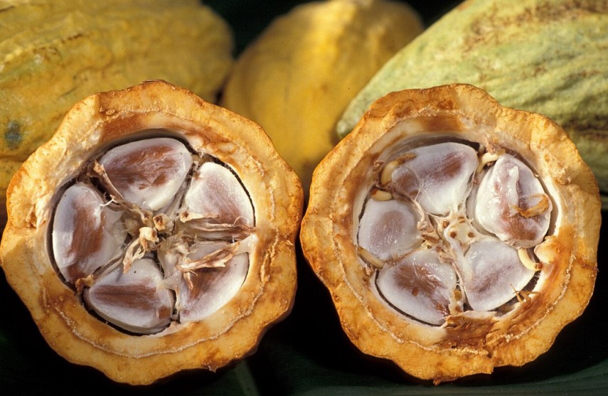 Cacao, unul din produsele principale de export